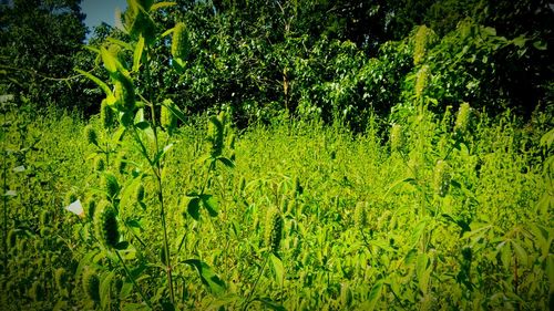 Plants and trees in forest