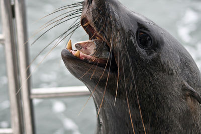 Close-up of sea lion eating fish