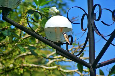 Low angle view of light bulb on tree