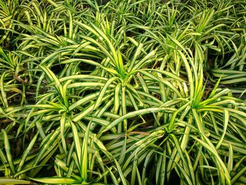 Full frame shot of fresh green grass