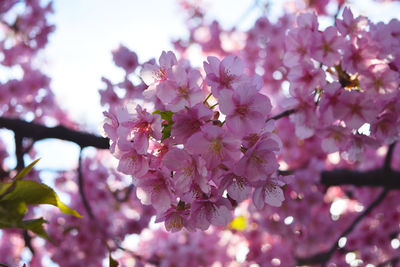 Close-up of pink cherry blossoms in spring