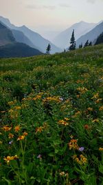 Scenic view of field and mountains against sky