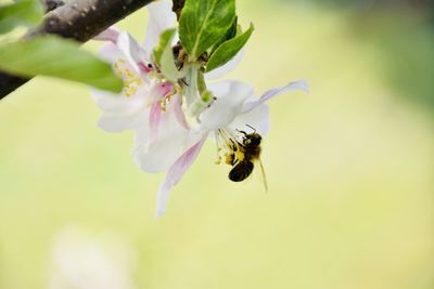 Close-up of bee pollinating flower