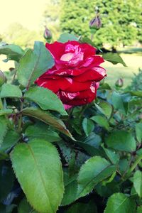 Close-up of red rose