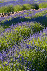 Plants growing on field