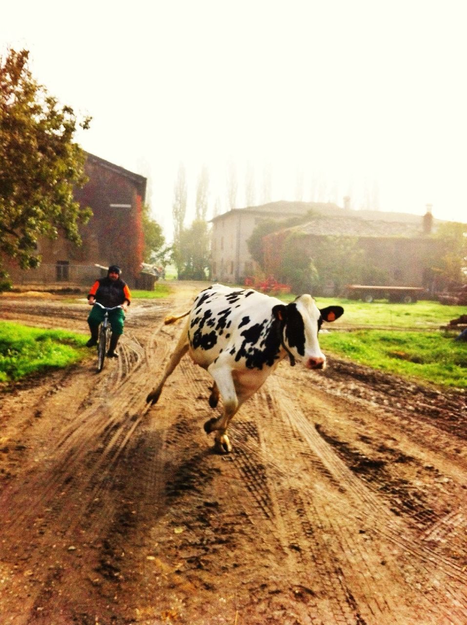 animal themes, domestic animals, mammal, walking, one animal, full length, the way forward, livestock, clear sky, field, dirt road, dog, pets, rear view, tree, grass, horse, built structure, landscape