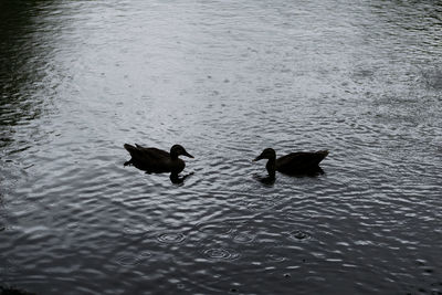 High angle view of ducks swimming in lake