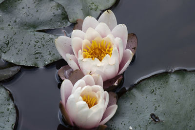 Close-up of white rose flower