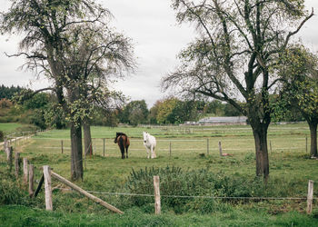 Horses grazing in a field