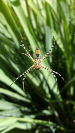 Close-up of spider on web