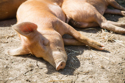 High angle view of pigs sleeping on field