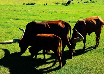 Horses grazing on landscape