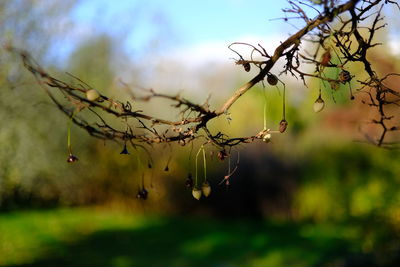 Close-up of flowering plant against blurred background