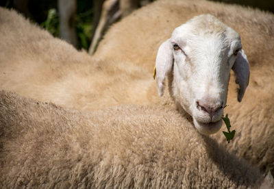 View of a sheep