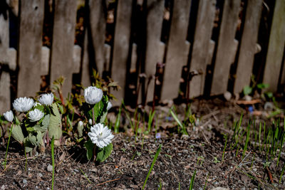 Close-up of white flowering plants on field