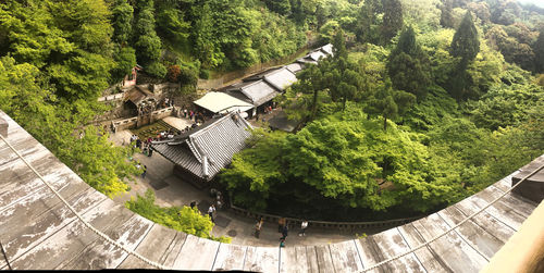 High angle view of trees in forest