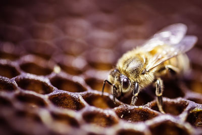 Close-up of bee on comb