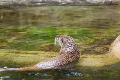 Close-up of duck swimming in lake