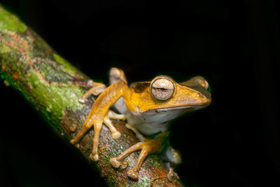 Close-up of frog on black background