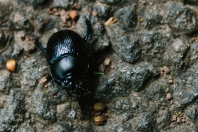 Close-up of insect on rock