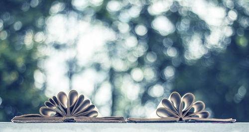 Close-up of flowering plant on table