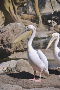 Two pelicans looking at the world with their beaks down. colors of nature