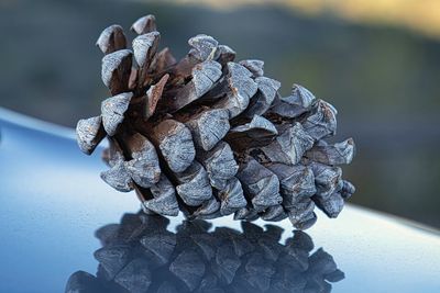 Close-up of pine cone on table during winter