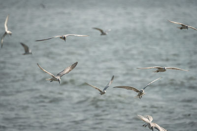 Seagulls flying in the water