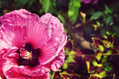 Close-up of pink flowers