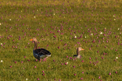 View of peacock on grassy field