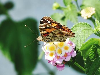 Close-up of butterfly on flower