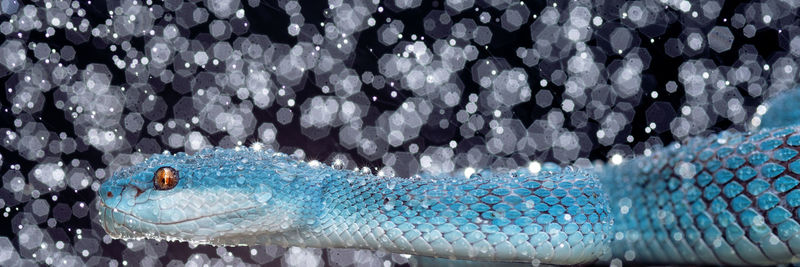 Close-up of peacock in water