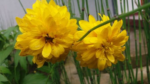 Close-up of yellow flowers blooming outdoors