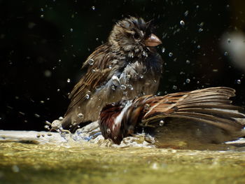 Close-up of bird in water