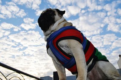 Close-up of dog sitting against sky