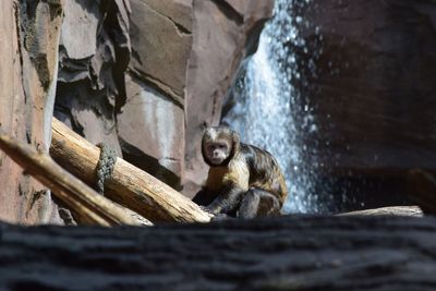 View of monkey sitting on rock