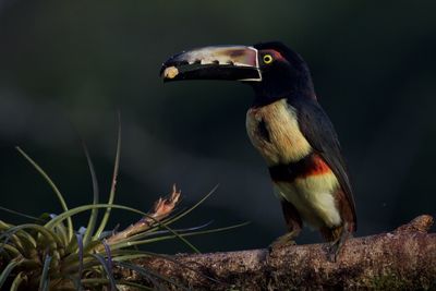 Close-up of bird perching on branch