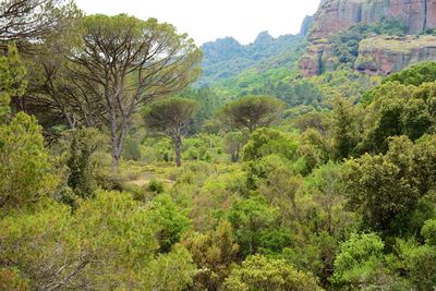 Scenic view of forest