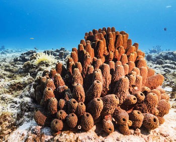 Close-up of coral in sea