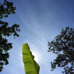 Low angle view of silhouette tree against sky