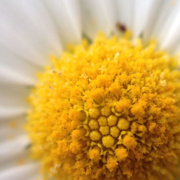 flower, freshness, yellow, petal, flower head, fragility, beauty in nature, close-up, growth, pollen, nature, selective focus, blooming, stamen, focus on foreground, in bloom, single flower, blossom, macro, plant