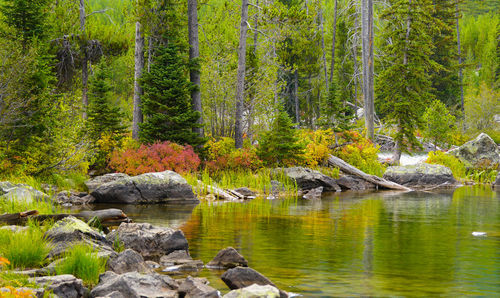 Scenic view of stream in forest