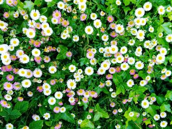 Flowers blooming outdoors