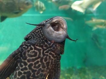 Close-up of turtle in sea