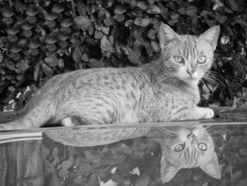 Cat outdoors