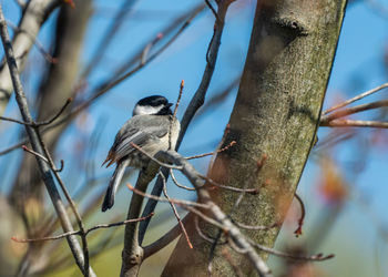 Low angle view of bird perching on branch