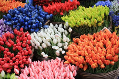 Multi colored tulips in market