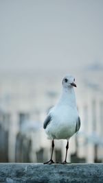 Close-up of seagull perching on retaining wall