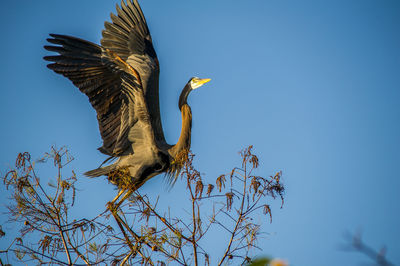 Low angle view of a bird flying