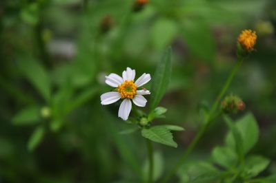 Close-up of white flowering plant